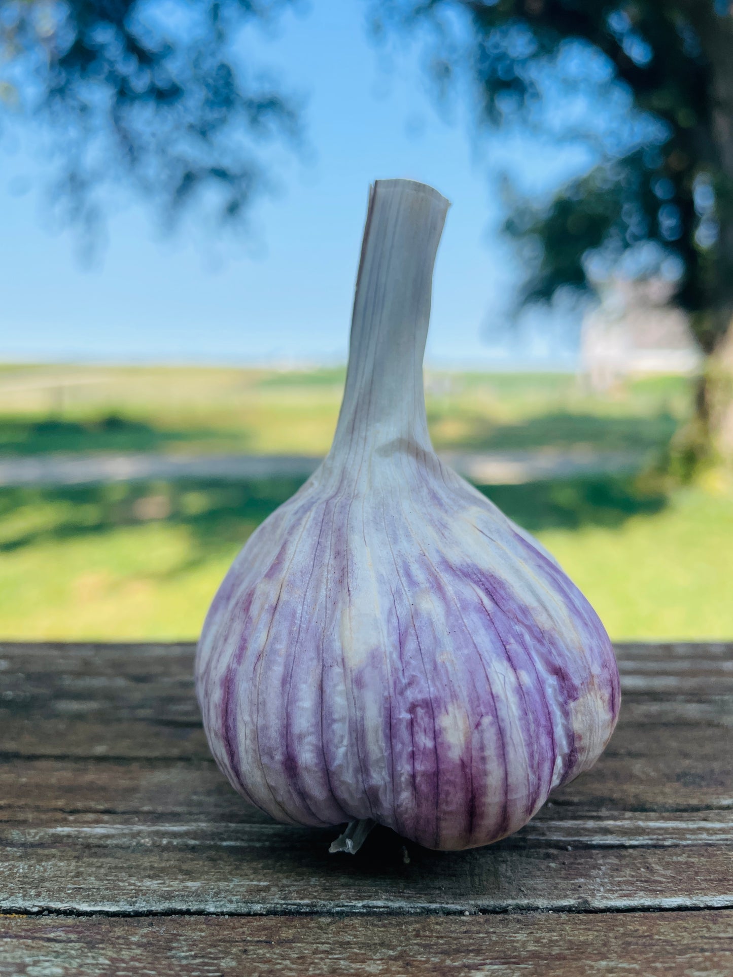 Chesnok Red Garlic