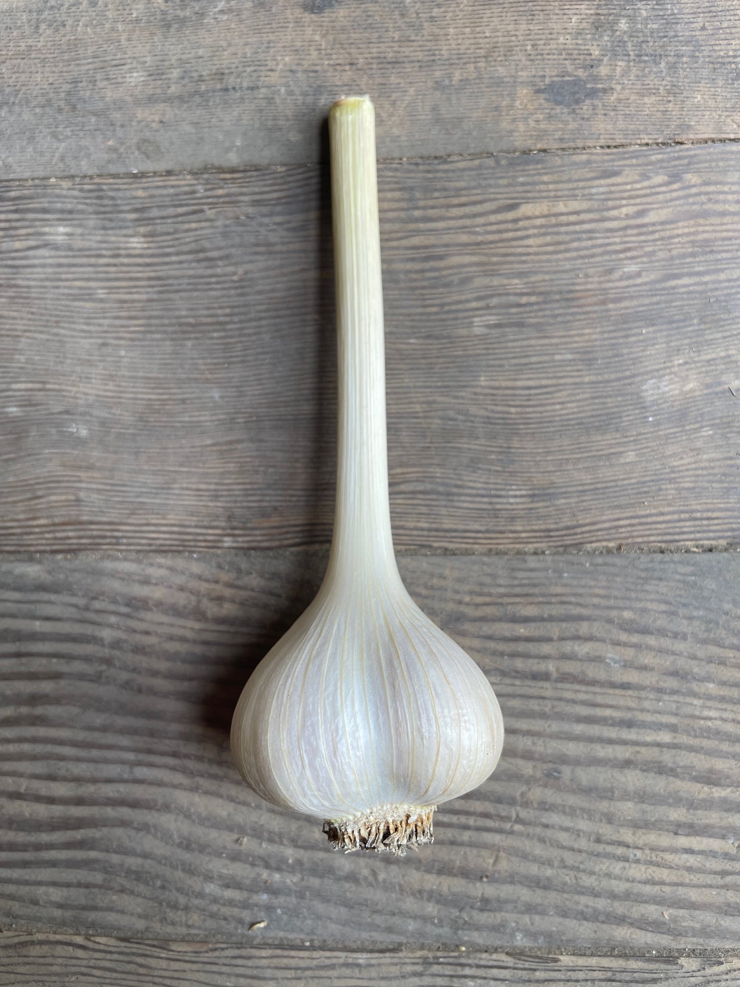 Georgian Crystal Garlic Bulb