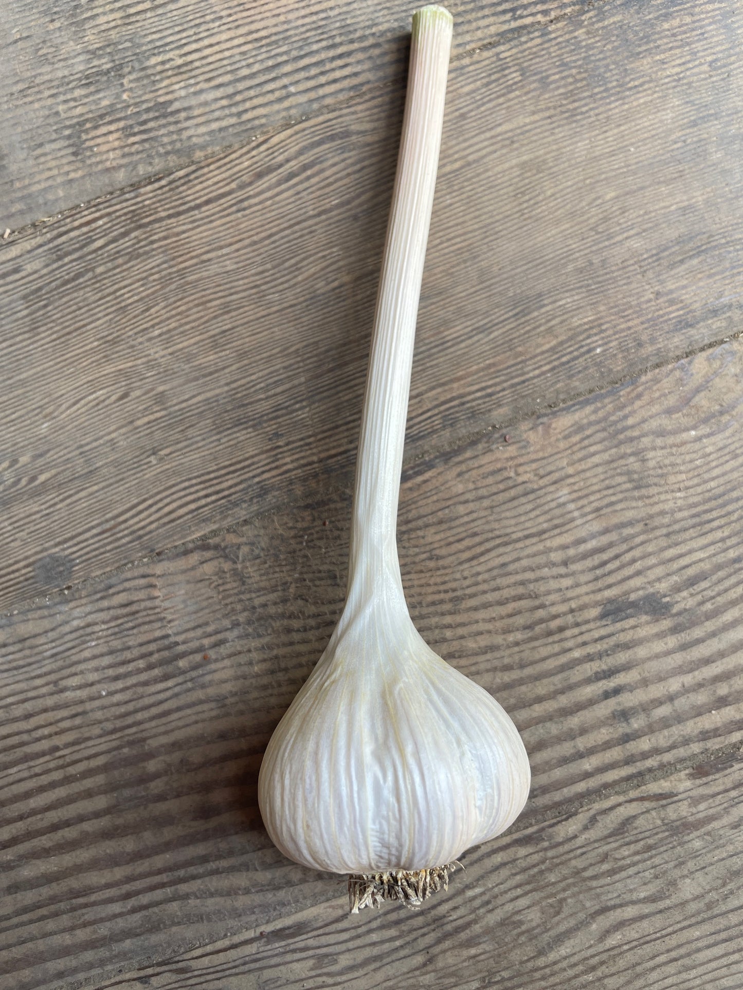 German Extra Hardy Garlic Bulb