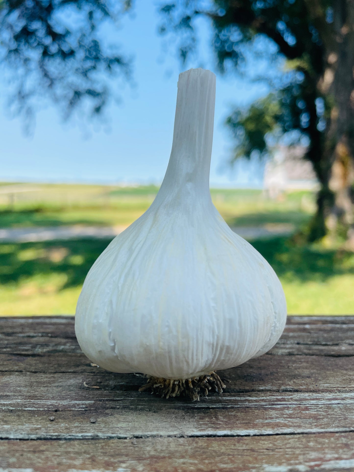 German Extra Hardy Garlic
