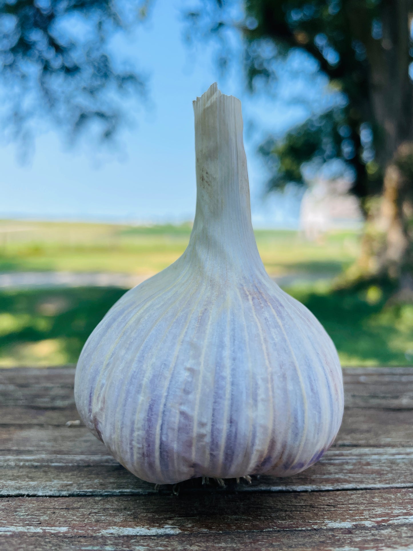 Korean Red Garlic