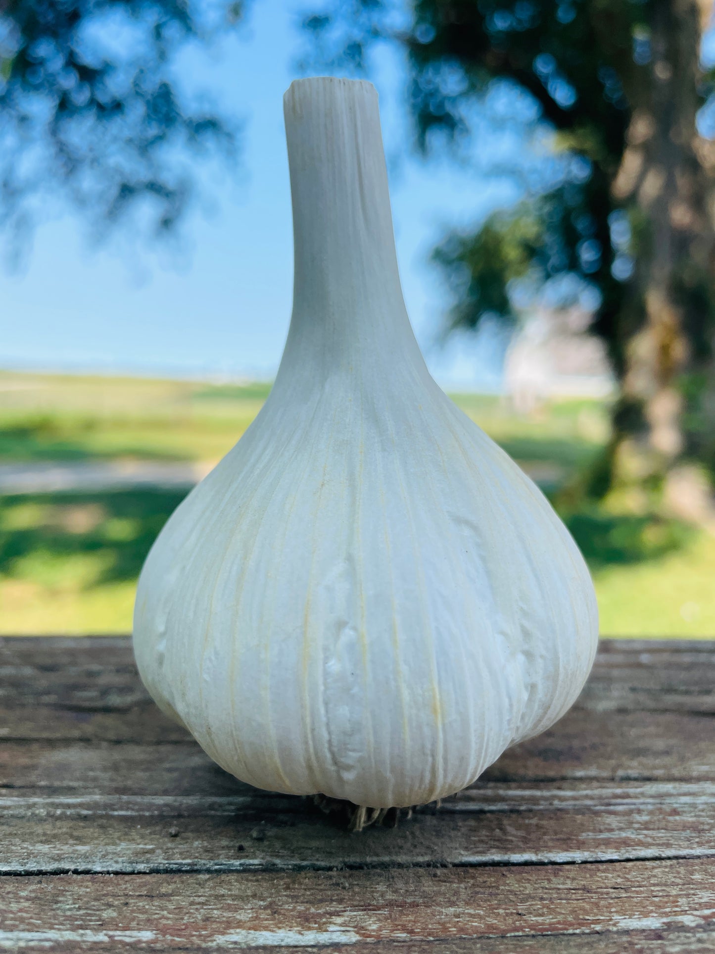 Music Garlic