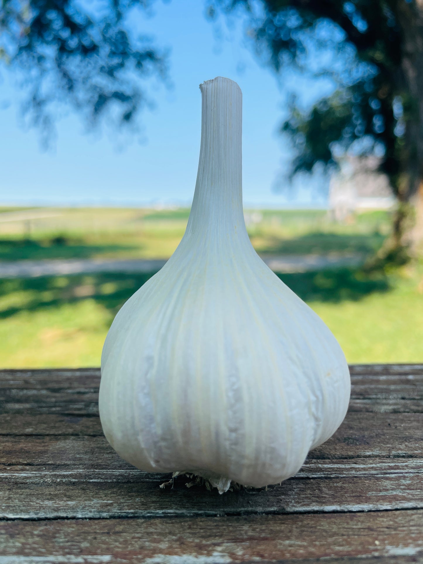 Northern White Garlic