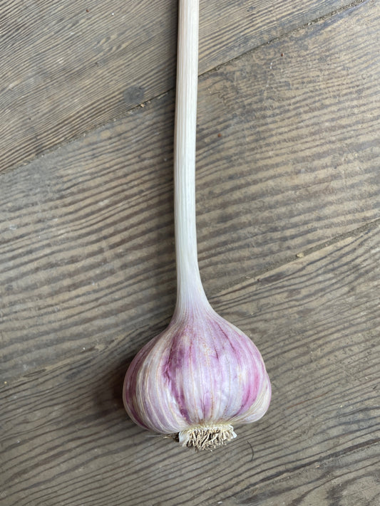 Chesnok Red Garlic Bulb