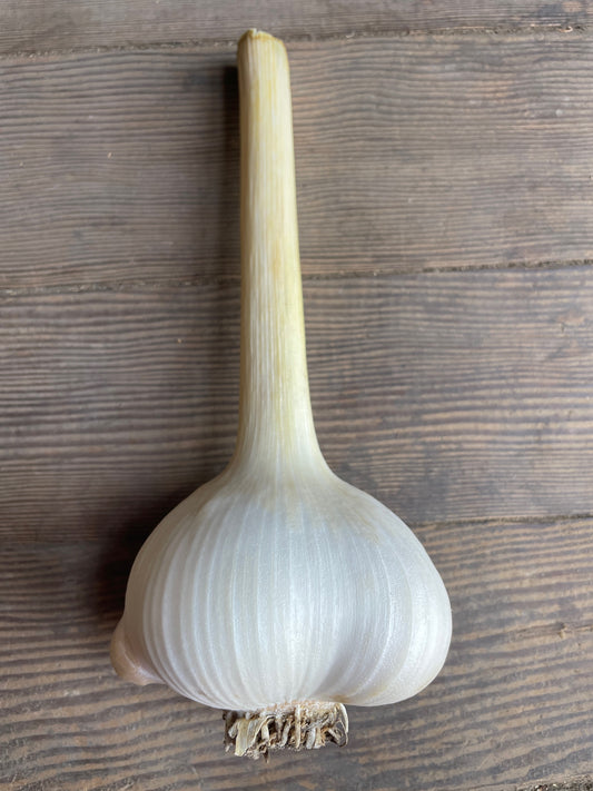 Elephant Garlic Bulb