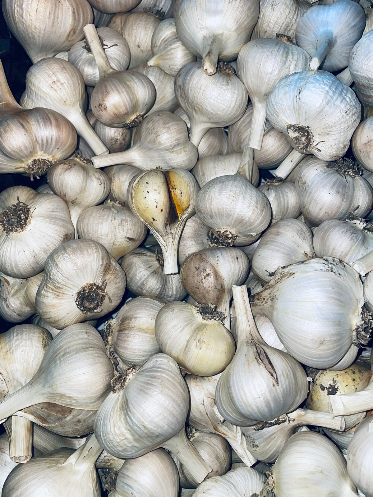 Elephant Garlic (Leek)