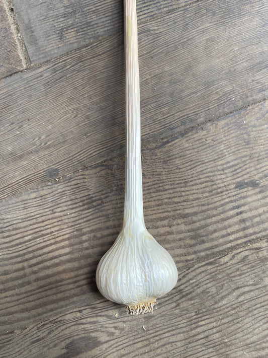 Georgian Fire Garlic Bulb