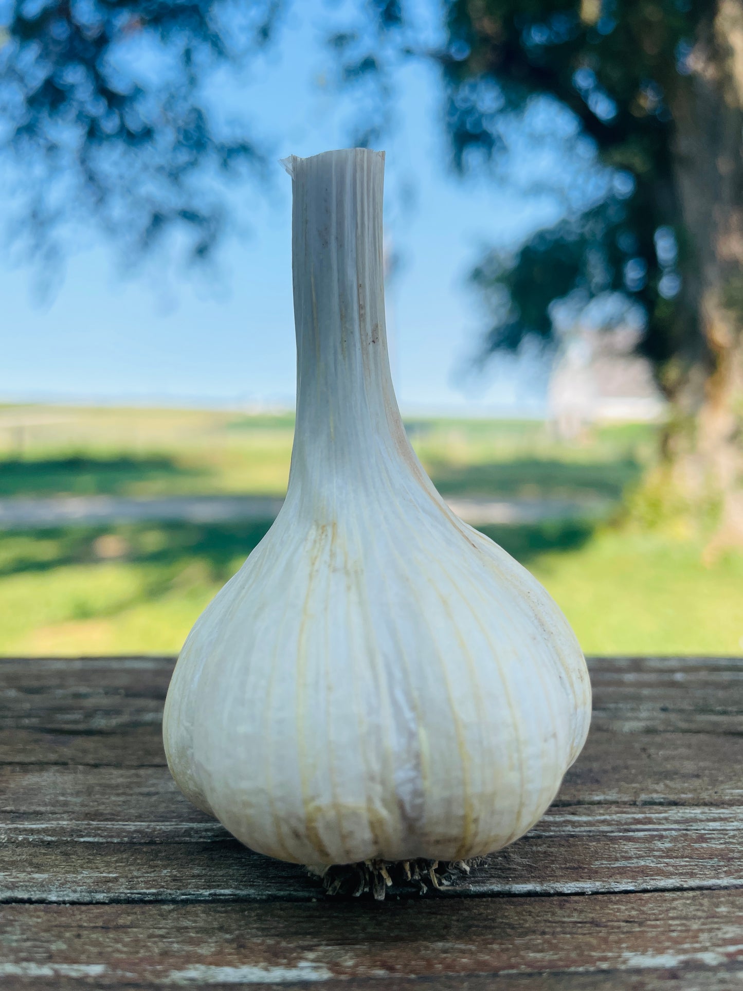 Garlic Variety Pack