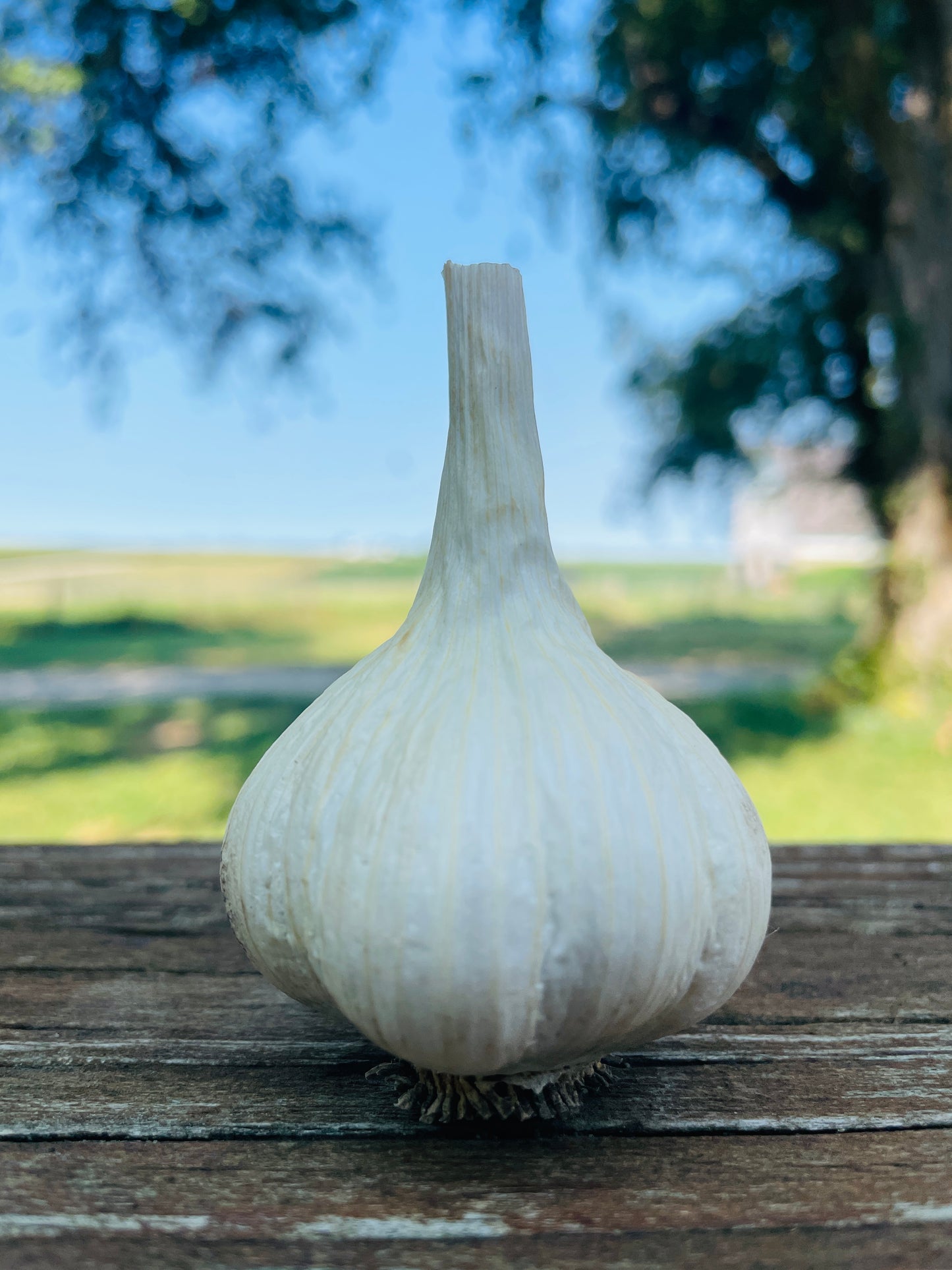 Georgian Fire Garlic