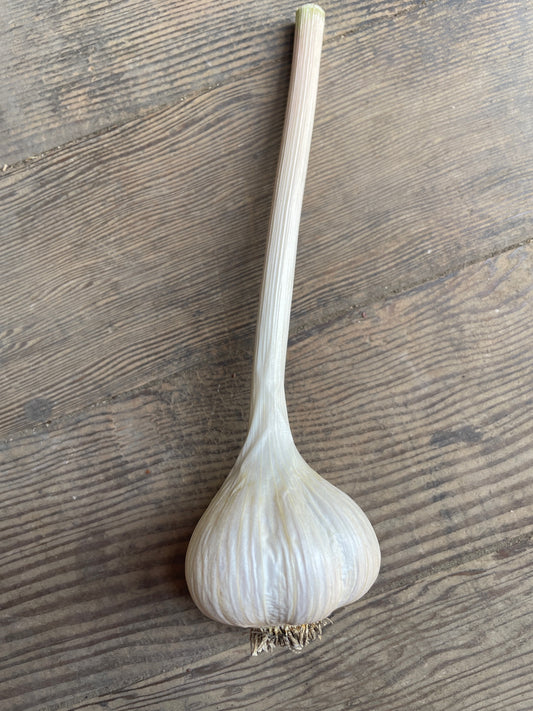 German Extra Hardy Garlic Bulb
