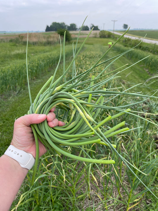 *PERORDER* Garlic Scapes