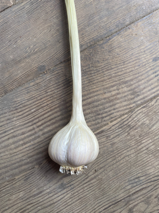 Music Garlic Bulb