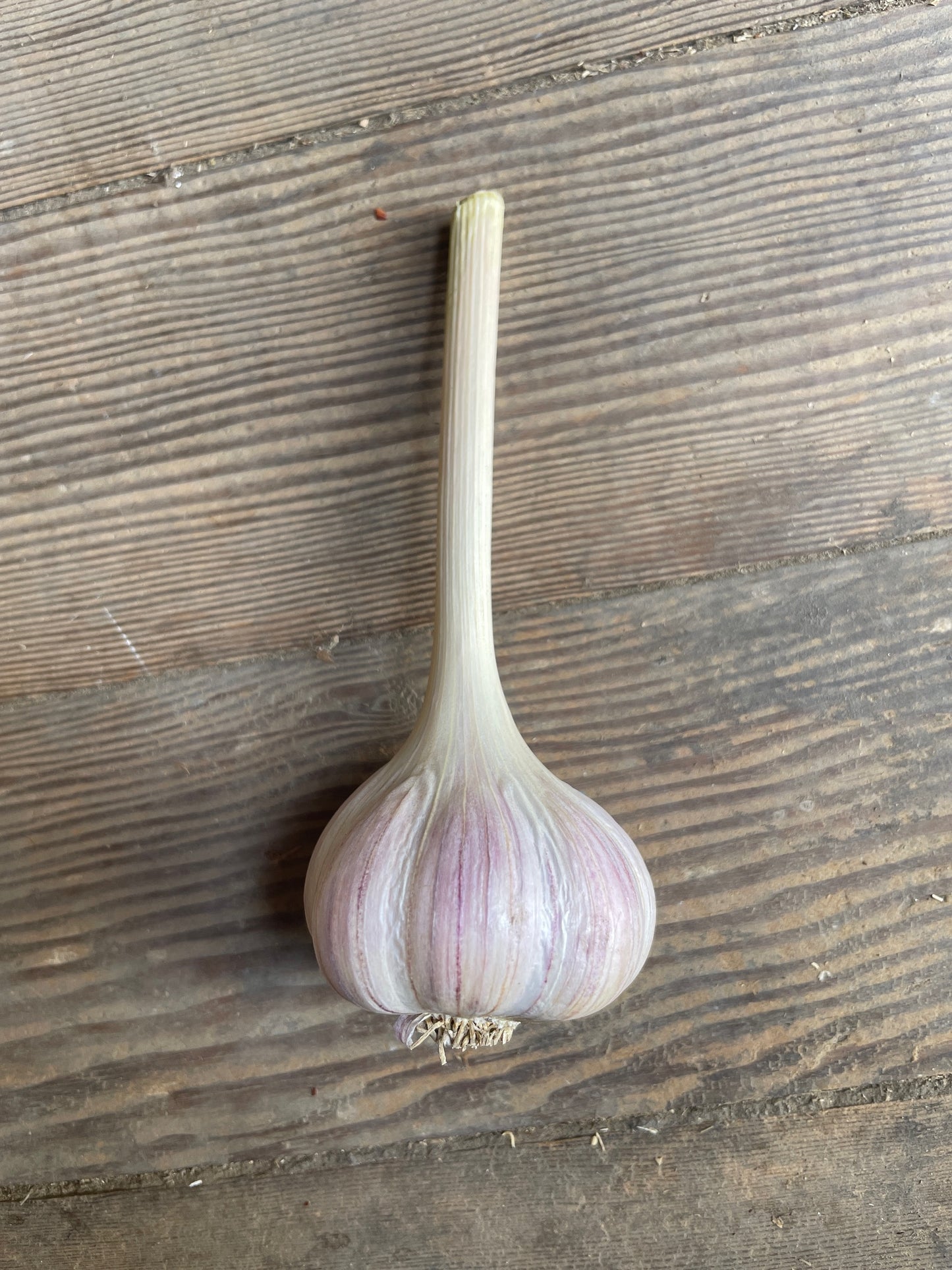 Pehoski Purple Garlic Bulb