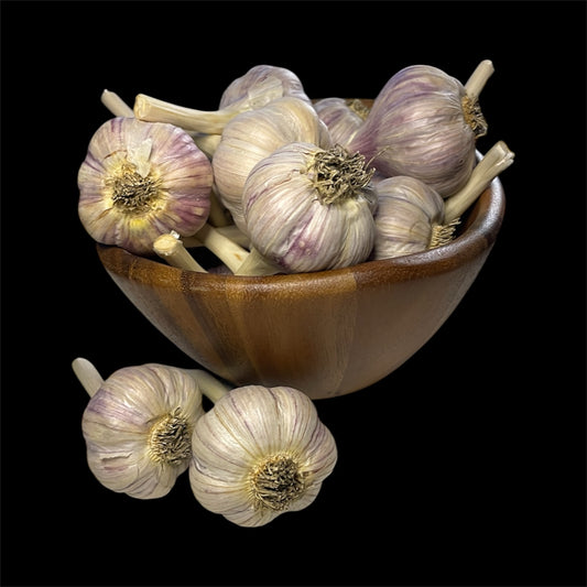 Pehoski Purple Garlic Bulb