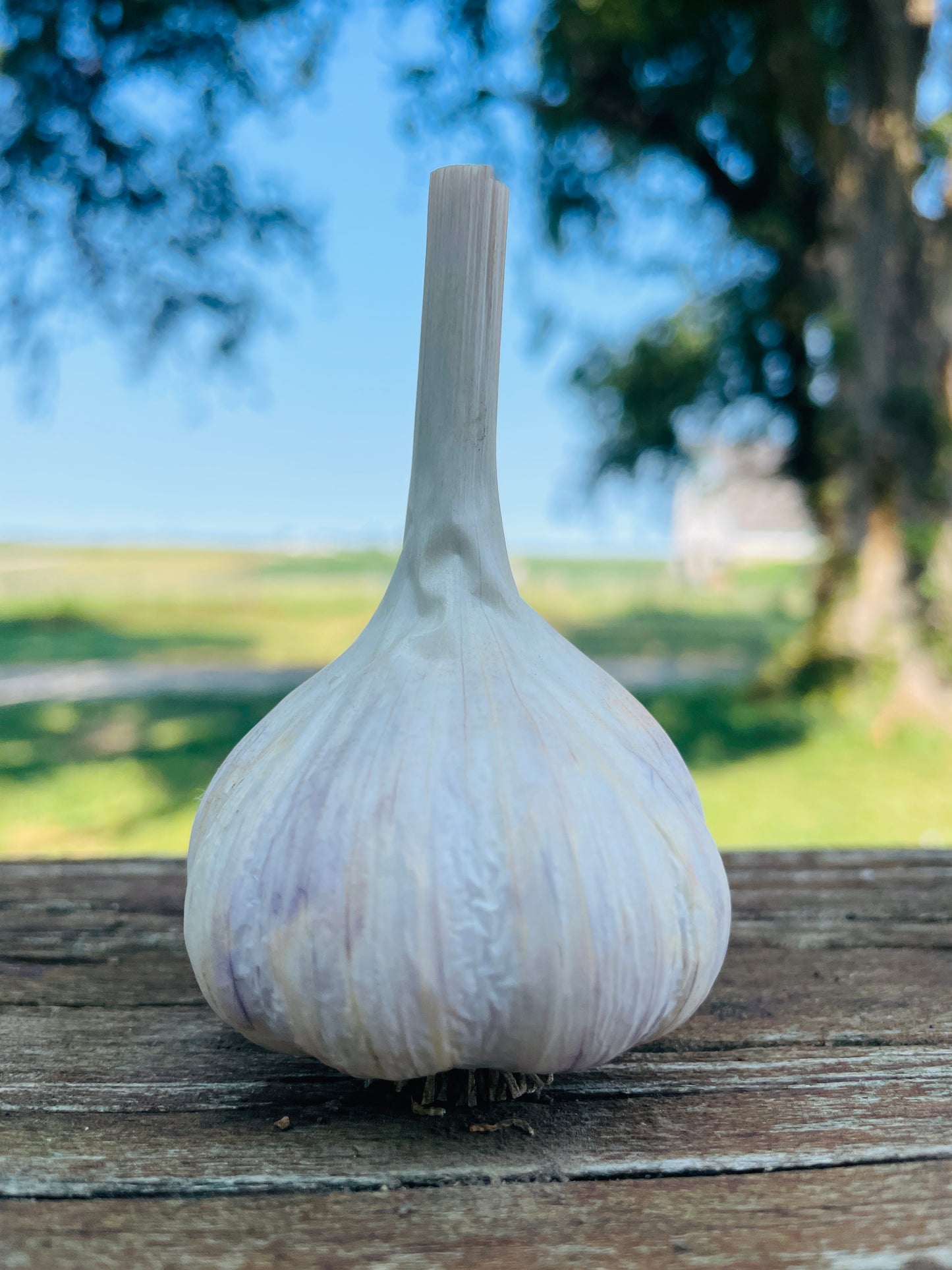 Garlic Variety Pack